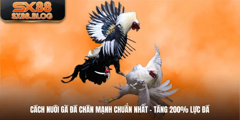 Cách Nuôi Gà Đá Chân Mạnh Chuẩn Nhất - Tăng 200% Lực Đá