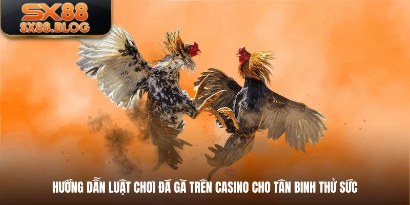 Hướng dẫn luật chơi đá gà trên casino cho tân binh thử sức