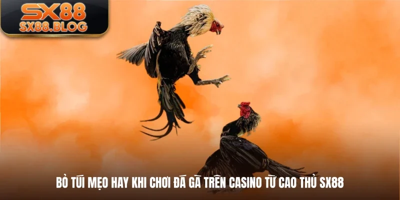 Bỏ túi mẹo hay khi chơi đá gà trên casino từ cao thủ SX88