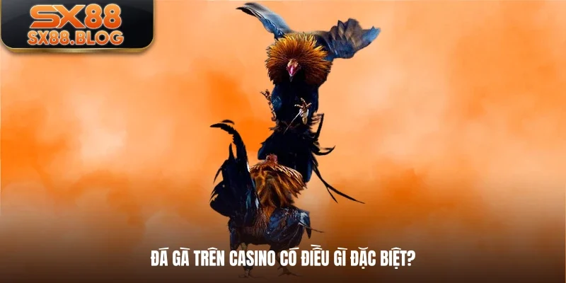 Đá gà trên casino có điều gì đặc biệt?