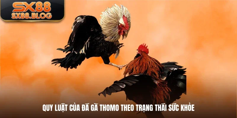 Quy luật của đá gà Thomo theo trạng thái sức khỏe